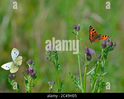 Small white butterfly Pieris rapaei and Small Tortoiseshell Butterfly Aglais urticae in flight Stock Photo
