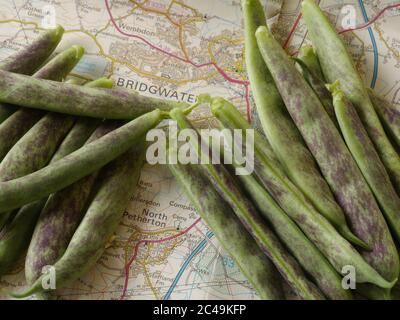 Bridgwater Beans on map of area it is named after, close up Stock Photo