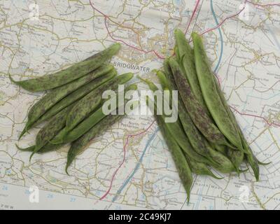 Bridgwater Beans on map of area it is named after, close up Stock Photo