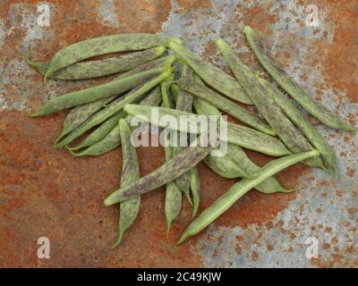 Bridgwater Beans on rusty background Stock Photo