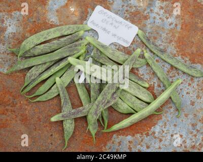 Bridgwater Beans on rusty background with label Stock Photo