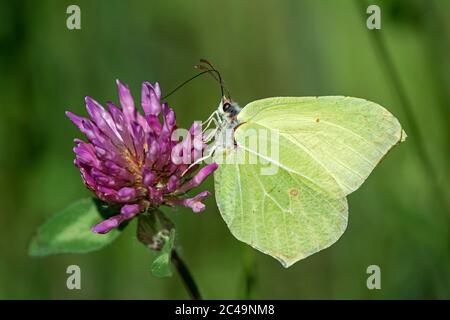 Female of Common brimstone (Gonepteryx rhamni) feeding at a red clover flower (Trifolium pratense), Pieridae family, Switzerland Stock Photo