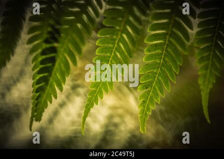 Tropical fern leaves in front of a blurred light green background. Stock Photo