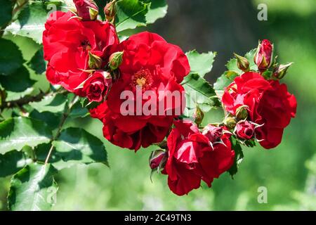 Rose Rosa 'Roter Korsar' Shrub Rose, Large blooms red rose blooms Stock Photo