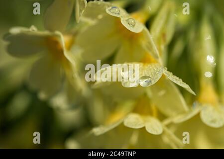 Dew drops on a common cowslip (Primula veris) in sunlight. Stock Photo