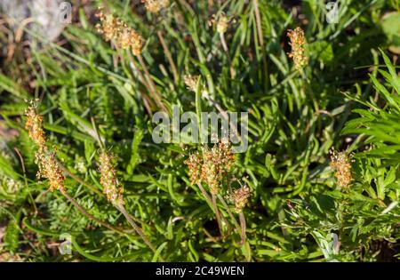 Sea plantain (Plantago maritima) Stock Photo