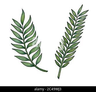 hand drawn palm leaf isolated on white, branches with green leaves in colored pencil illustration, tropical design element Stock Photo