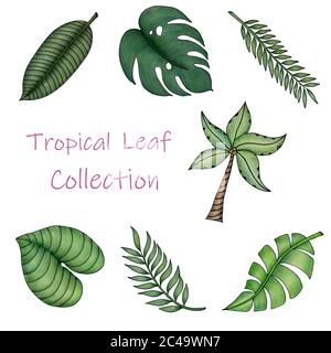 set of hand drawn tropical leaves isolated on white, tropical summer leaf collection in colored pencil illustration Stock Photo