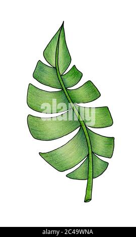 hand drawn tropical leaf isolated on white, green leaf in  colored pencil illustration, tropical design element Stock Photo
