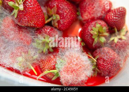 Moldy strawberries in the plate.Spoiled berry crop Stock Photo