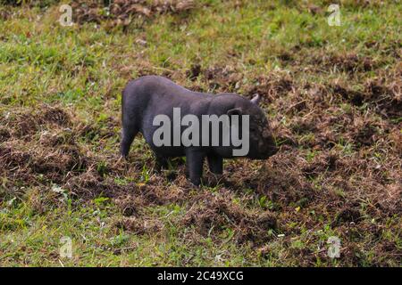 Small undersized black pig on a green lawn. Selective focus Stock Photo