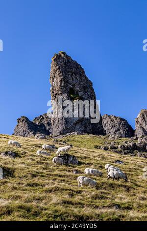 Sheep on a mountainside in front of The Old Man of Storr on the Isle of Skye, on a sunny late summers day Stock Photo