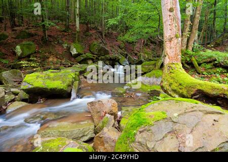 water stream among the rocks in the forest. summer nature scenery. freshness and calmness concept Stock Photo