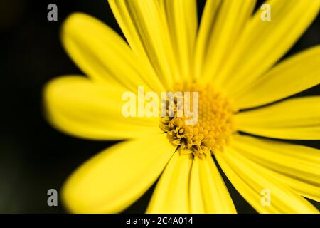 A closeup view of Euryops chrysanthemoides. African Bush Daisy. Stock Photo