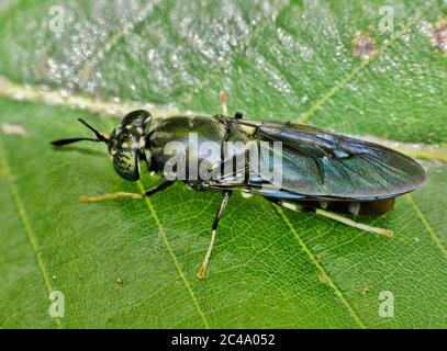 Black Soldier fly resting on a green leaf in Houston, TX. Widespread species found throughout the world they are considered beneficial insects. Stock Photo