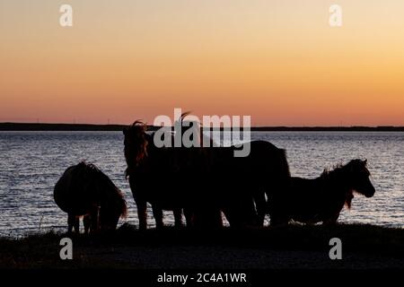 Silhouetted ponies at sunset, on the Hebridean island of South Uist Stock Photo