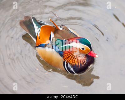 Mandarin duck, Aix galericulata, in the water Stock Photo