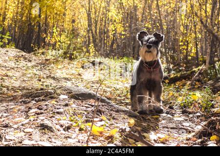 Autumn walk through the woods with a pet. The miniature schnauzer stands on a forest path in the bright rays of the sun. Autumn mood. Space for text. Stock Photo