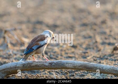 A common hawfinch or Coccothraustes coccothraustes in habitat wild nature Stock Photo