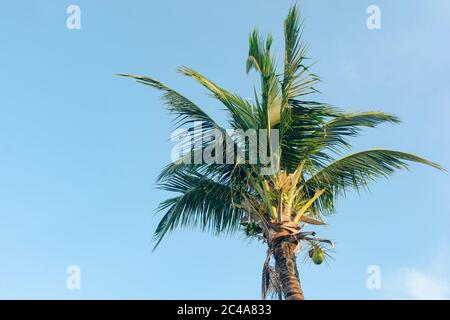 coconut tree and coconut fruits hanging on tree view from under Stock Photo
