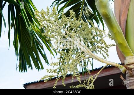 Rip areca or betel palm fruit in nature. Stock Photo
