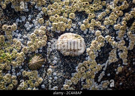 A limpet and barnacles on a rock at the beach, on the Hebridean island of Eriskay Stock Photo