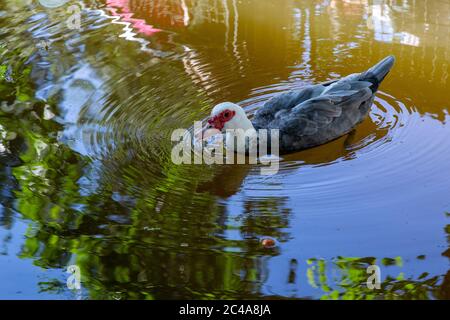 Grey and white Portuguese muscovy duck (Cairina moschata) swimming in a lake, Lisbon, Portugal Stock Photo