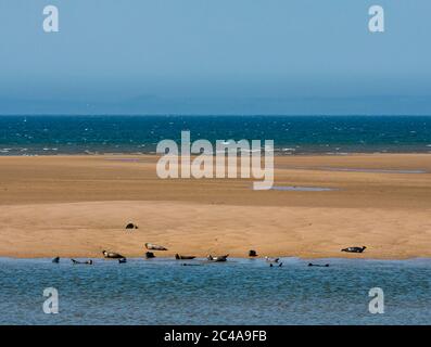Aberlady, East Lothian, Scotland, United Kingdom, 25th June 2020. UK Weather: hot sunshine in Aberlady Bay in the Firth of Forth with a group or pod of seals basking on a spit of sand as the tide comes in on a hot sunny day Stock Photo