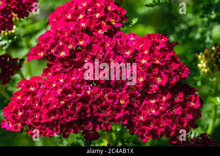 Achillea millefolium 'Red Velvet' Red Yarrow Achillea Red Velvet Flower Close up flower Closeup Bloom Flowering Blooming June Achillea Petals Close Stock Photo