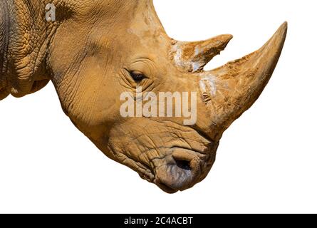 African white rhino / Square-lipped rhinoceros (Ceratotherium simum) close up of head showing large horn against white background Stock Photo