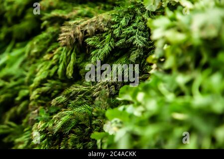 Dill and parsley branches in the grocery stock Stock Photo