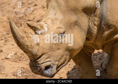 African white rhino / Square-lipped rhinoceros (Ceratotherium simum) close up of head showing large horn Stock Photo