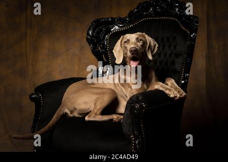 Young female weimaraner dog sitting in a baroque chair facing the camera full body