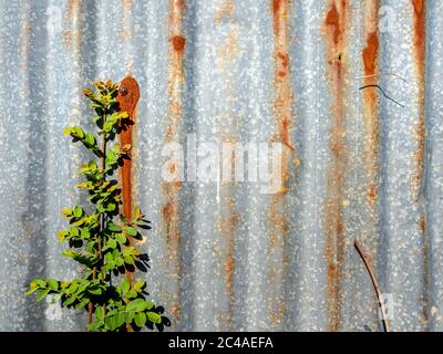 The galvanized steel fence rust and corrosion with weed in front Stock Photo