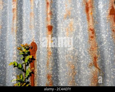 The galvanized steel fence rust and corrosion with weed in front Stock Photo