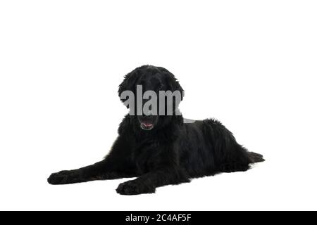 Portrait of a flat coated retriever lying down isolated on a white background Stock Photo