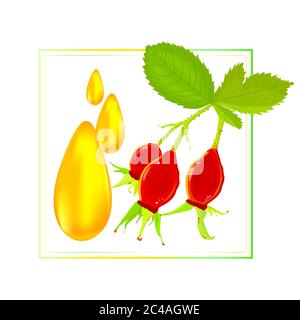 Frame with rosehip berries and dog rose oil drops isolated on white background. Oil rose hips. Cosmetics packaging design.Stock vector illustration Stock Vector