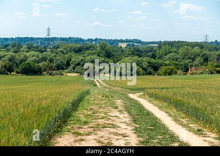 A dirt oath through a field of barley with trees and the rolling Barkshire landscape in the distance. Stock Photo