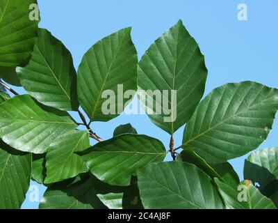 European tree red beech common Deciduous Foliage Stock Photo