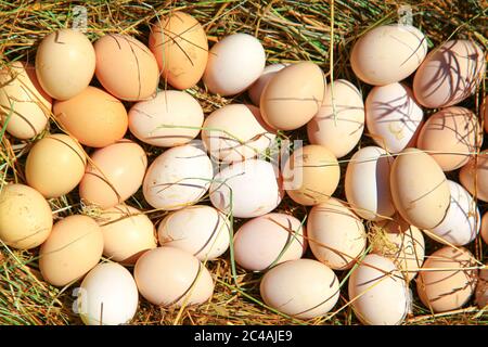 Organic eggs in the farmland on the grass Stock Photo