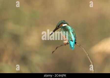 Common kingfisher,Alcedo atthis known as Blue Lightning, beginning day searching food (catching fish) at São Domingos river banks.Peniche. Portugal. Stock Photo