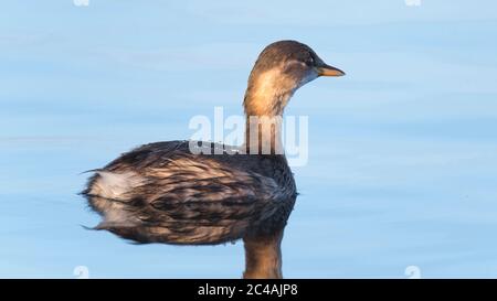 Tachybaptus ruficollis, the little grebe,Bird that reproduces near inside waters vegetation (lagons and ditches) Porto de Lobos, City of Peniche. Stock Photo