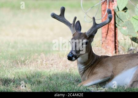 Male buck white-tailed deer odocoileus virginianus laying down in grass and licking his back with his tongue with his still growing antlers in summer Stock Photo