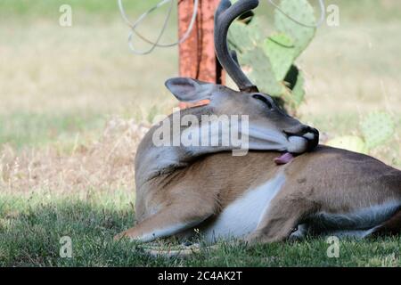 Male buck white-tailed deer odocoileus virginianus laying down in grass and licking his back with his tongue with his still growing antlers in summer Stock Photo