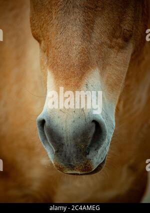 Head of rare Przewalski's horse closeup Stock Photo