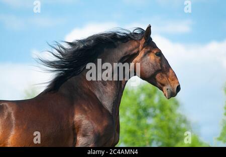 Beautiful andalusian stallion portrait on the run. Bay spanish horse. Portrait on movement Stock Photo
