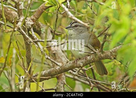 Black-striped Sparrow (Arremonops conirostris) adult perched on branch  Tuneles, Colombia        November Stock Photo