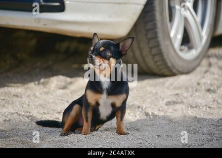 A little Chihuahua dog sitting near car wheel. Chihuahua dog near the car. Stock Photo