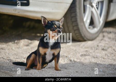 A little Chihuahua dog sitting near car wheel. Chihuahua dog near the car. Stock Photo