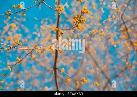 Yellow blossoms on the branches of a tree Stock Photo